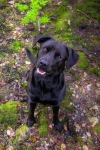 Hundetraining Walddörfer